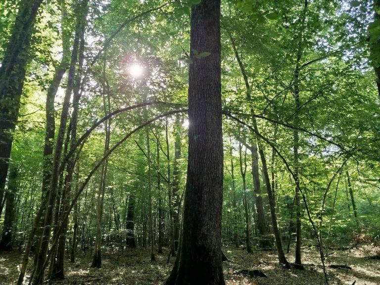 Les sophro-balades Découvrez les sophro-balades dans votre cabinet de sophrologie, KLSophrologie, à Courcelles-Chaussy (Moselle)