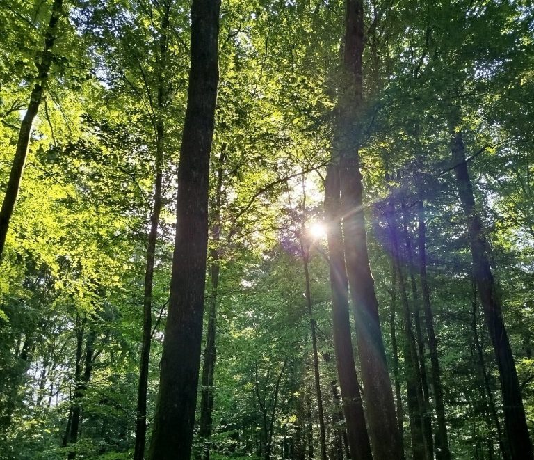 Vue de la forêt à Courcelles-Chaussy (Moselle)